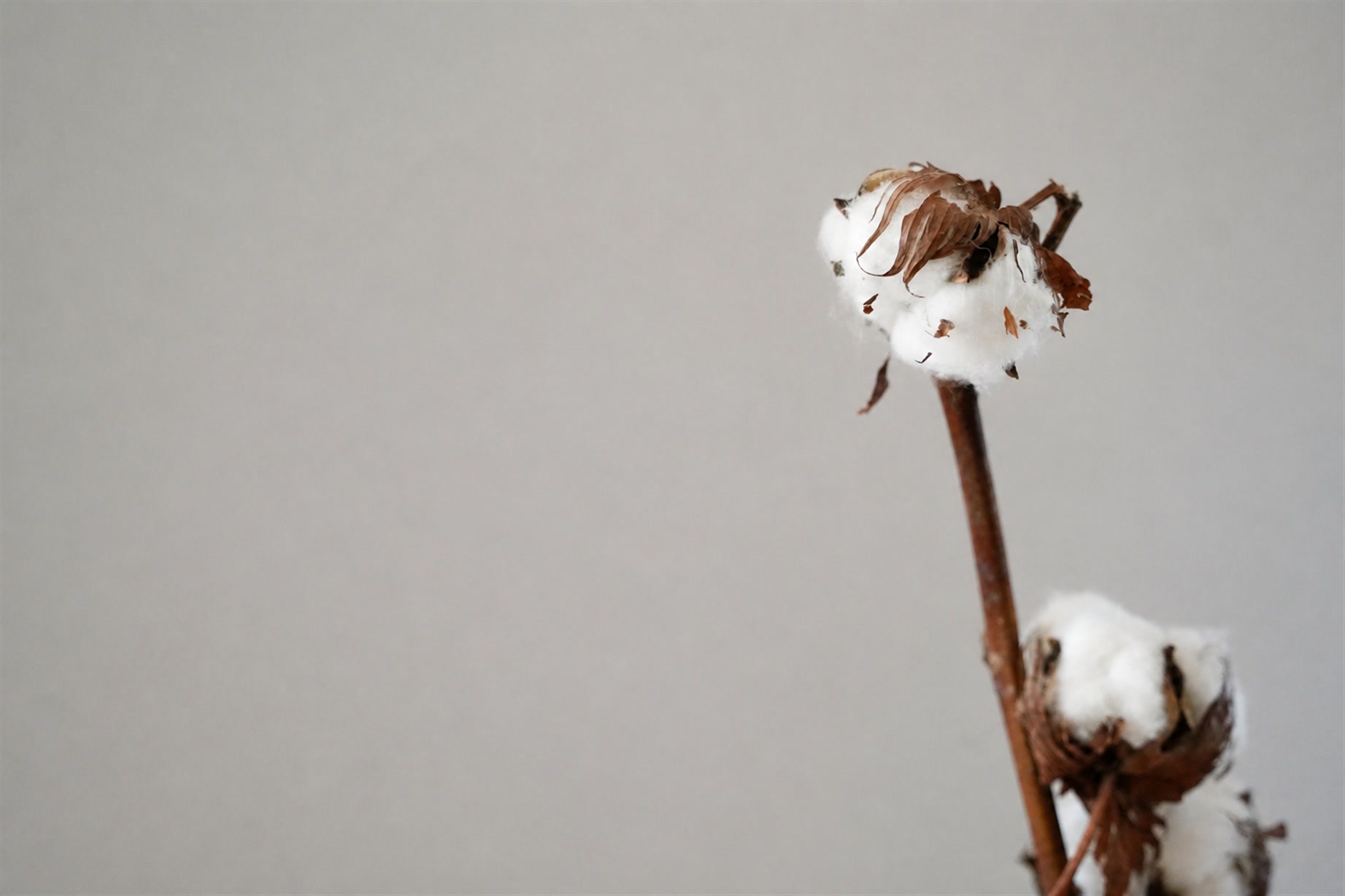 Ramo di cotone in primo piano, su fondo chiaro